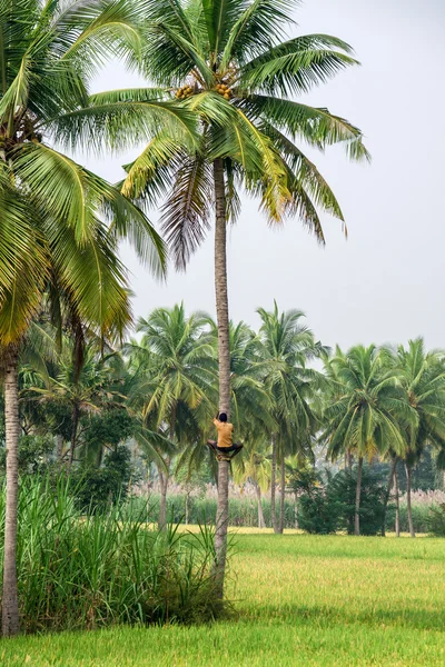 Man is climbing up to high palm tree to collect coconuts