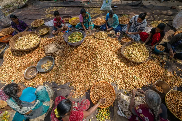 A group of indian women sorting out the huge pile of soap nuts