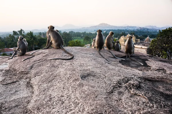 Indian langurs sittng on the view point in Hampi, Karnataka, India