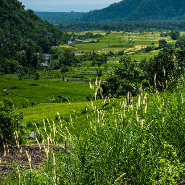 Rice terraces on Bali. Spikes of grass in the foreground