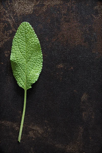 Green Leaf of Sage
