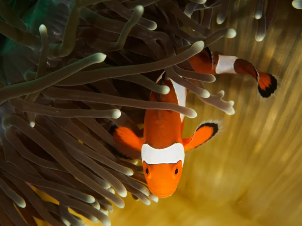 Top view of Clown-Nemo Fish