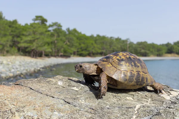 Land turtle crawling on rocks in natural conditions.