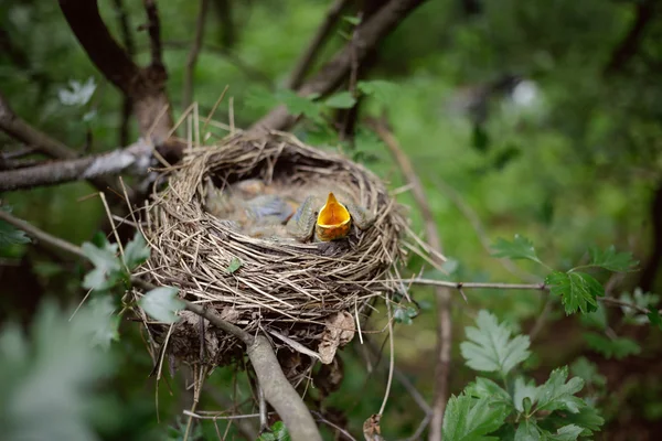 Bird\'s nest.
