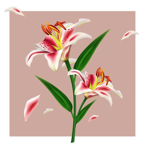 Illustratsia photorealistic vector spring flower white Lily with buds and petals.