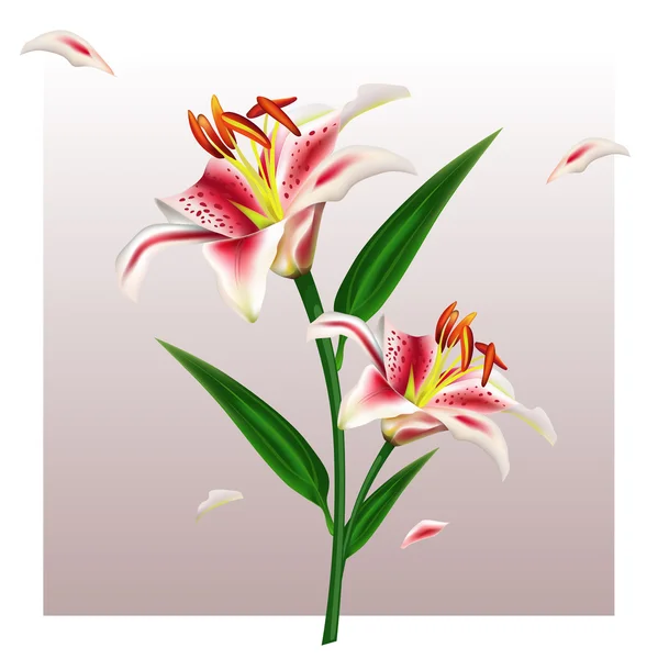 Illustratsia photorealistic vector spring flower white Lily with buds and petals.