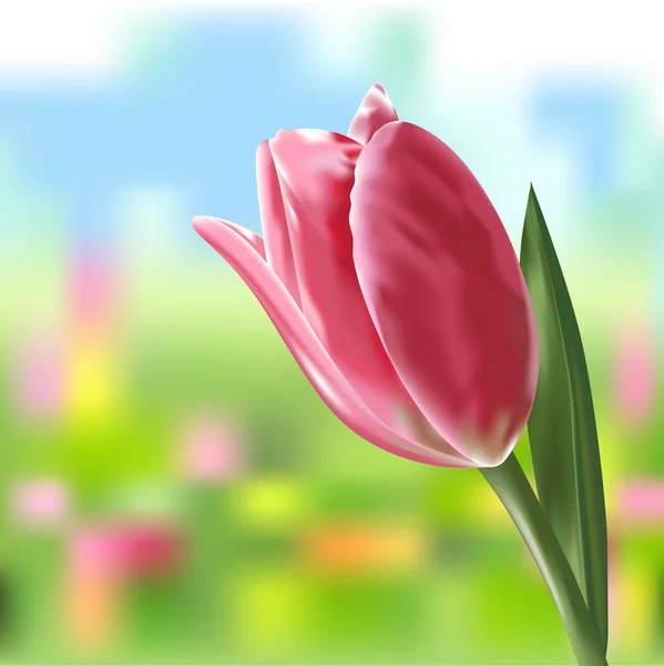 Vector illustration of delicate spring flower Tulip.
