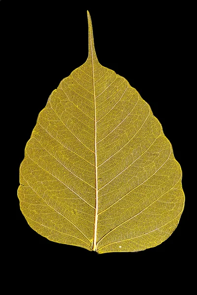 One skeleton leaf yellow