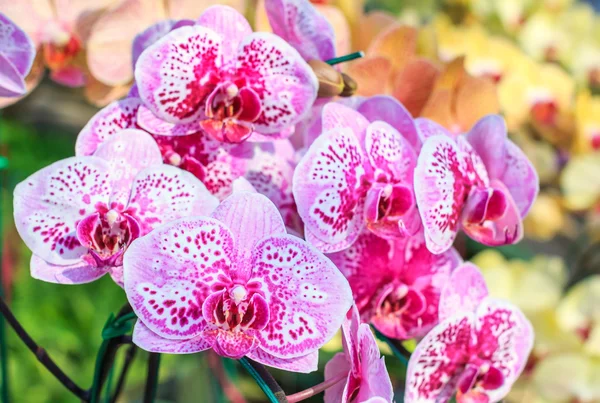 Closeup of red pink orchid phalaenopsis. Bouquet of flowers orchids. orchids of thailand.