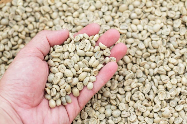 Many green coffee beans on hand. Coffee beans on a palm. Male hand with green coffee beans. Scattered coffee beans. Selected green coffee beans.