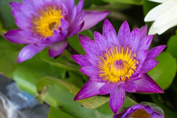 Beautiful pink lotus flower, Pink lotus blooming in the pond, Closeup lotus flower, Lotus flower of thailand.