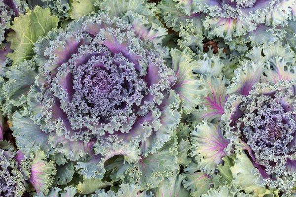 Red cabbages in the agriculture fields. Close up red cabbage. Red cabbage texture, Fresh red cabbage, organic vegetables.