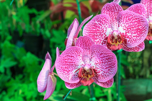 Closeup of red pink orchid phalaenopsis. Bouquet of flowers orchids. orchids of thailand.
