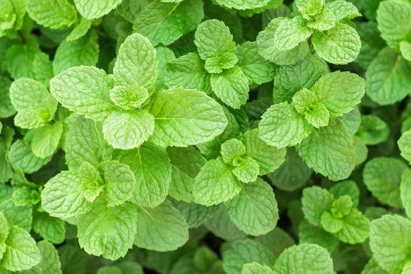 Kitchen Mint, Marsh Mint herbs in vegetable garden for background and design. Closeup green leaves of Kitchen Mint.