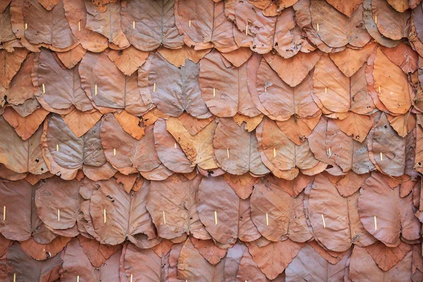 Brown dry leaves wall, Dry leaves texture, Dry leaves background for design with copy space for text or image in vignette.