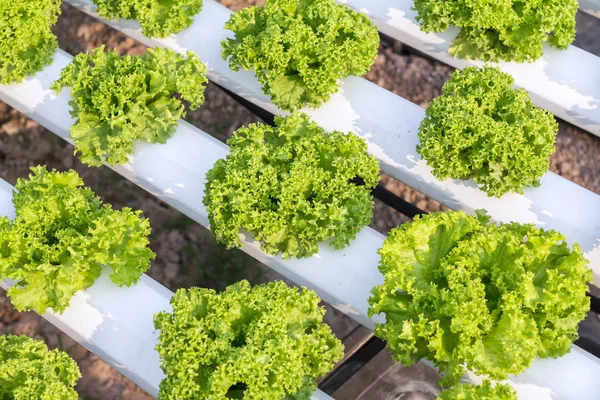 Hydroponic vegetable is planted in a garden. Salad vegetable. Fresh organic vegetables.