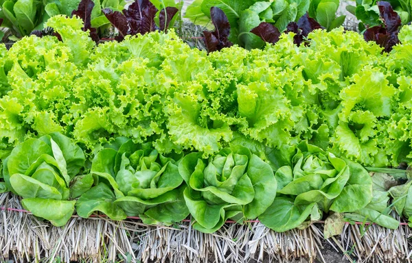Fresh organic vegetables growing at the farm, Green lettuce, Salad vegetable