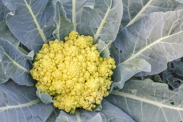 Cauliflower in the cultivation. Closeup of the cauliflower. Farmers market. Fresh organic vegetables growing at the farm. Salad vegetable.