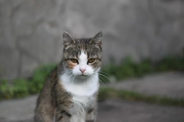 Grumpy cat sitting on blurred background