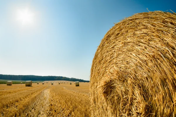 Big roll harvested straw on the mown field with great perspective and other roles, background consists of pure blue sky and sun in the frame