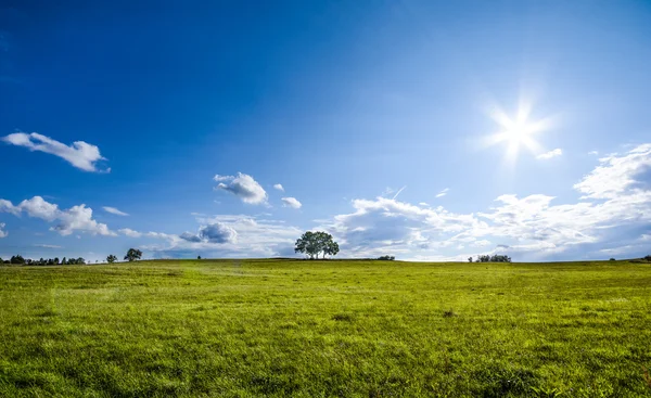 Beautiful landscape with a lone tree, clouds and blue sky (version with natural colors)