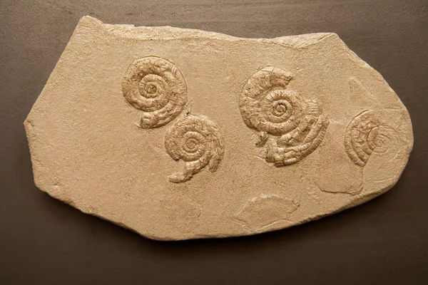 Animal & Plant Leaf fossil in stone