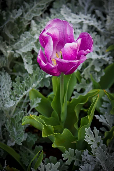 Unusual Pink Flower surrounded by silver dust ground cover plant