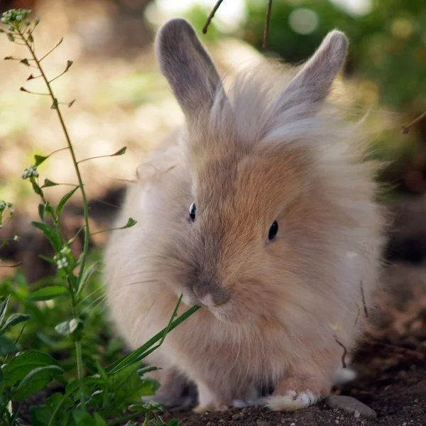 Cute little Easter bunny green garden