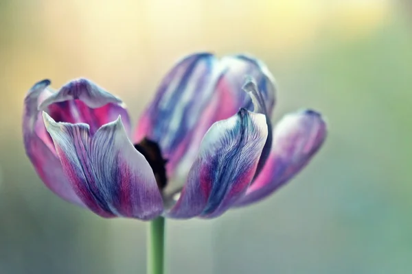 Wilting tulips in the life stages