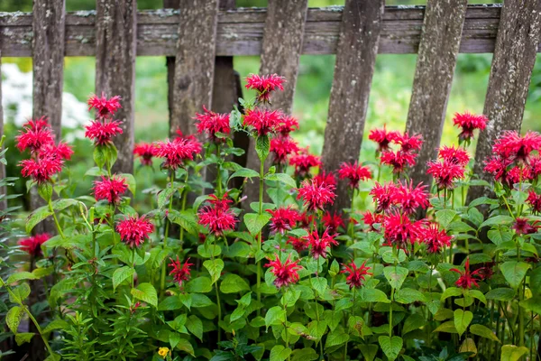 Red  flowers against fence