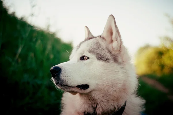 Husky dog looks into the distance on a background of green fields receding  the  and paths