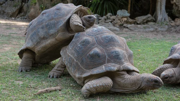 Giant grey tortoise mating, Mauricius