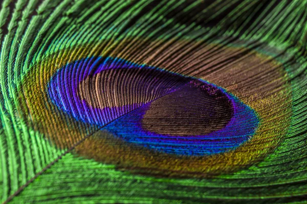 Green peacock feather