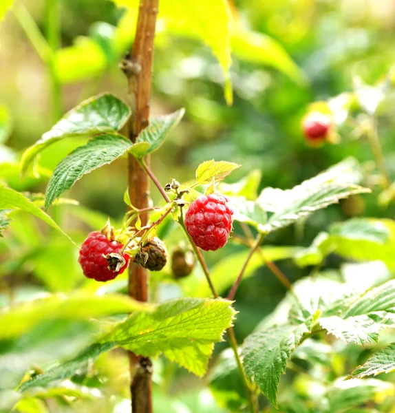 Wild bush ripe raspberries