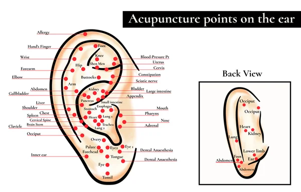 Reflex zones on the ear. Acupuncture points on the ear. Map of acupuncture points (reflex zones) on the ear.