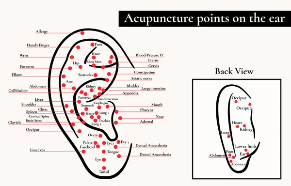 Reflex zones on the ear. Acupuncture points on the ear. Map of acupuncture points (reflex zones) on the ear.