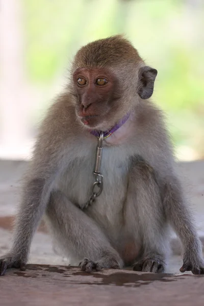 Captured sad macaque monkey on the chain