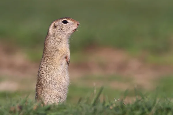 European ground squirrel look on predator