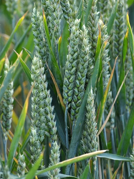 Mature ear of wheat