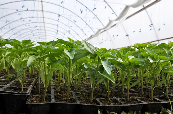 Greenhouses with polyethylene film_15