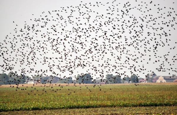 A large flock of birds_2