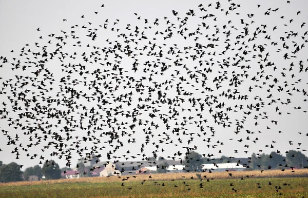 A large flock of birds