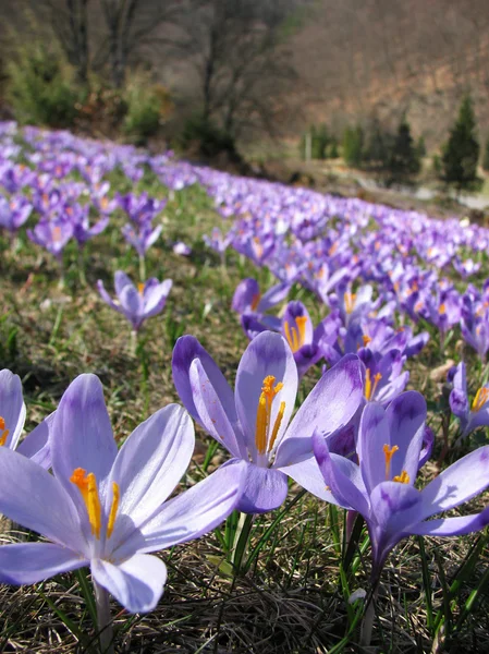 Crocus heuffelianus one of the first spring plants growing in the mountains