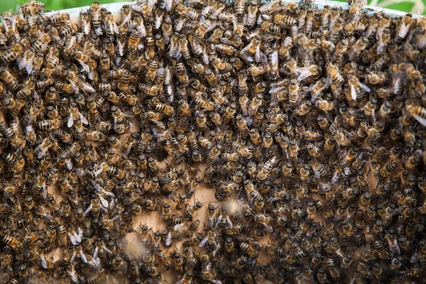 Reproduction of bees swarming
