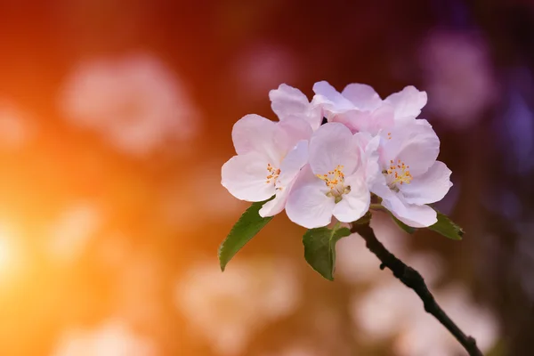 Spring in the garden