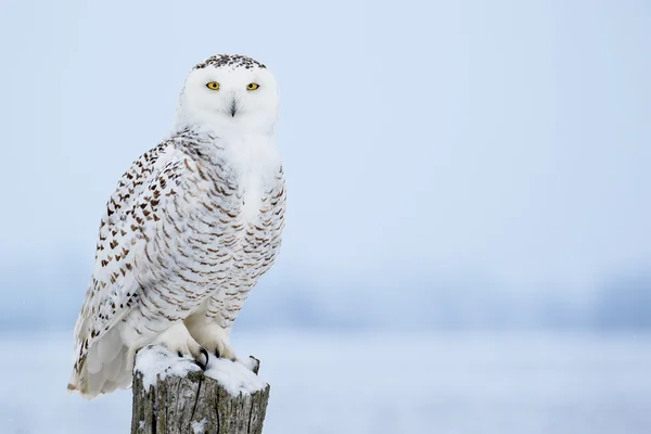 Snowy Owl, Bubo Scandiacus