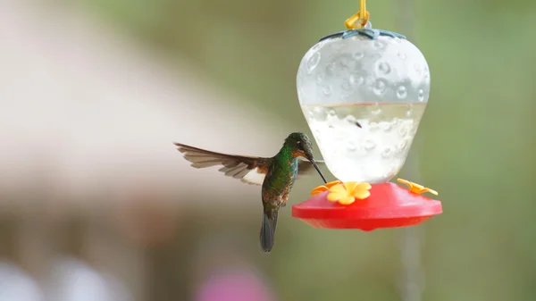 Hummingbird - Buff winged starfrontled (Coeligena lutetia) drinking water in plastic sprue in the reserve Yanacocha - Ecuador