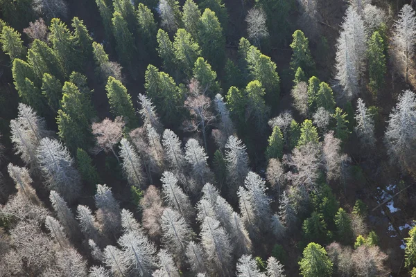 Views of field and fir forest and trees from the birds eye view