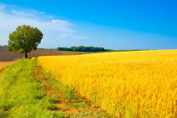 Tuscany wheat field hill with tree in a sunny day