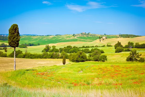 Tuscany wheat field hill with tree in a sunny day